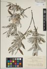 Foto von Salix lapponum L.